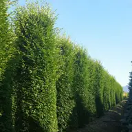 Peste 20.000 de arbusti si 1.000 de arbori, in parcul de 55.000 mp al ansamblului Openville Timisoara