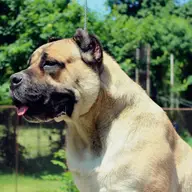 Vand cane corso italiano