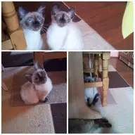 Pisici birmaneze