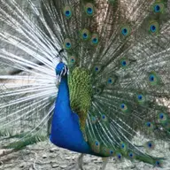 Ziua Internationala a Gradinilor Zoologice si a Parcurilor