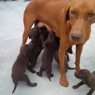 Spre adoptie metisi de vizsla cu labrador