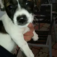 Ofer spre adoptie 2 cateluse