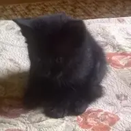 Ajutor! Pierdut pisicuta neagra