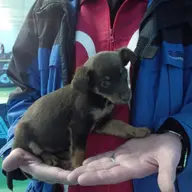 Spre adoptie catelusa metis pinscher de cca 1 luna