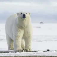 Ziua Internationala a Ursului Polar