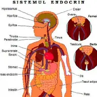 Doctor endocrinolog in Timisoara