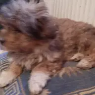 Se cauta stapan pentru catelusa creata draguta