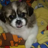 Catelusa shih-tzu