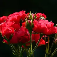 Trandafirii rosii