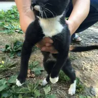 Adoptie gratuita pisicuta