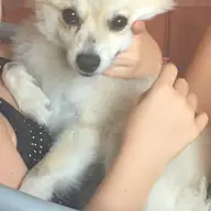 Pierdut/furat Pomeranian