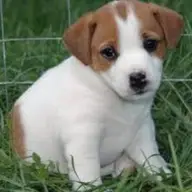 Gratuite Pui Jack Russel