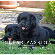 Doua cateluse labrador retriever negre de vanzare
