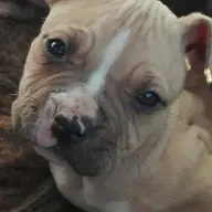Cateluse amstaff