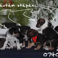 Catei metis, activi, sanatosi si veseli GRATIS