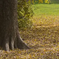 Parcul Strand