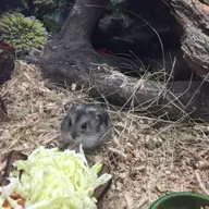 Hamsteri pitici Siberieni