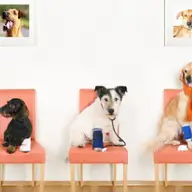Angajam femeie de serviciu pentru clinica veterinara, Timisoara