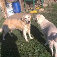 Donez femela golden retriver