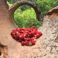 Știi cum se consumă corect fructele?