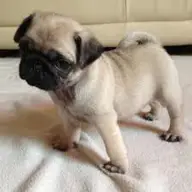 Pui Mops Cute pentru adoptare