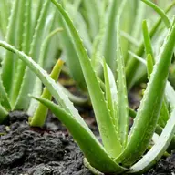 Beneficiile produselor care conţin aloe vera