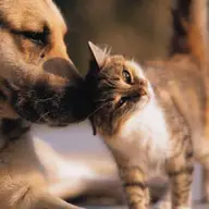 Cabinetul veterinar Bon Vet