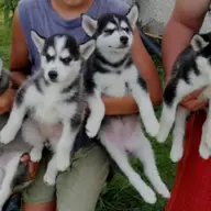 Fetite husky