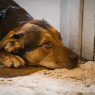 „Drumul unui caine spre casa” ajunge la cinema