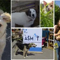 Targ de adoptii canine la Timisoara