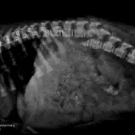Cabinetul veterinar Veterinaria