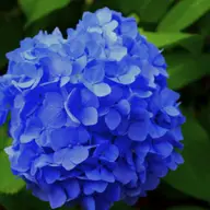 Hortensia - origine, tipuri și semnificații
