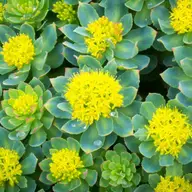 7 Beneficii de sănătate susținute de știință ale Rhodiola rosea