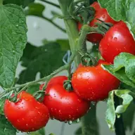 Pregatirea solului pentru rosii: 4 sfaturi practice