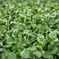 Ce este și unde folosești îngrășământul Foliplant