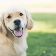 Cum amenajezi spaţiul daca ai o cuşcă pentru animale în curte
