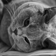 Despre rasa de pisici British Shorthair