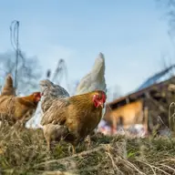 9 avantaje ale alimentatiei sanatoase a pasarilor din curtea ta