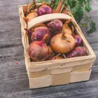 Cumpara cele mai bune seminte de ceapa de pe site-ul regalfermierul.ro