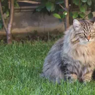 Care sunt cele mai frecvente boli la pisici?