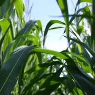 5 beneficii ale fertilizării foliare