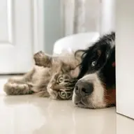 6 dispozitive tehnologice care imbunatatesc viata animalelor noastre de companie