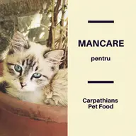Cauți cea mai bună mâncare pentru pisici junior?