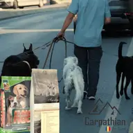 Când trebuie să îi schimbi mâncarea câinelui?