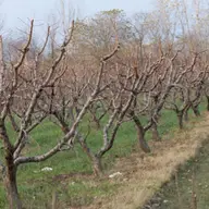 Ce produse trebuie să folosești pentru stropirea corectă a pomilor în perioada de repaus vegetativ