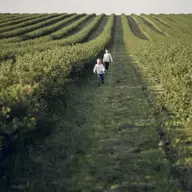 Erbicide eficiente pentru combaterea buruienilor în culturile agricole