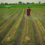 Tratamentele cu erbicide si utilizarea lor eficienta in agricultura pentru protectia culturilor