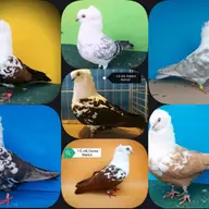 Expozitie Porumbei Pestriti