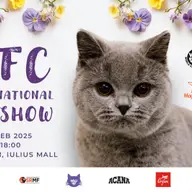 WCF International Cat Show
