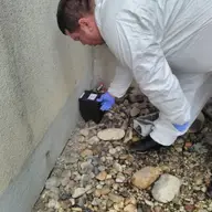 Servicii deratizare pentru firme